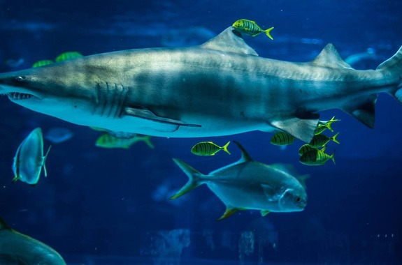 Картинка океанариум Венгрия